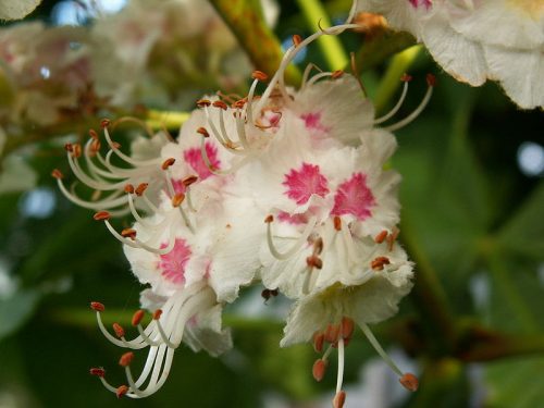 Addiction Treatment With White Chest Nut