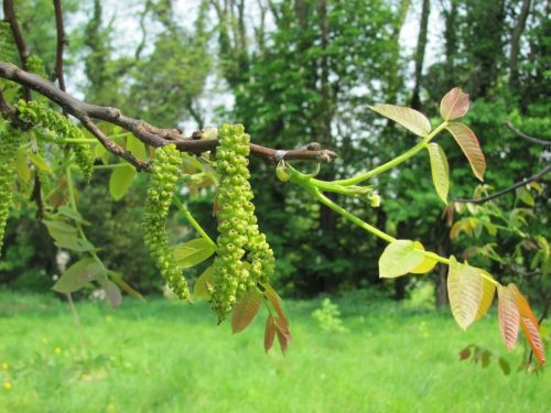Addiction Treatment With Walnut